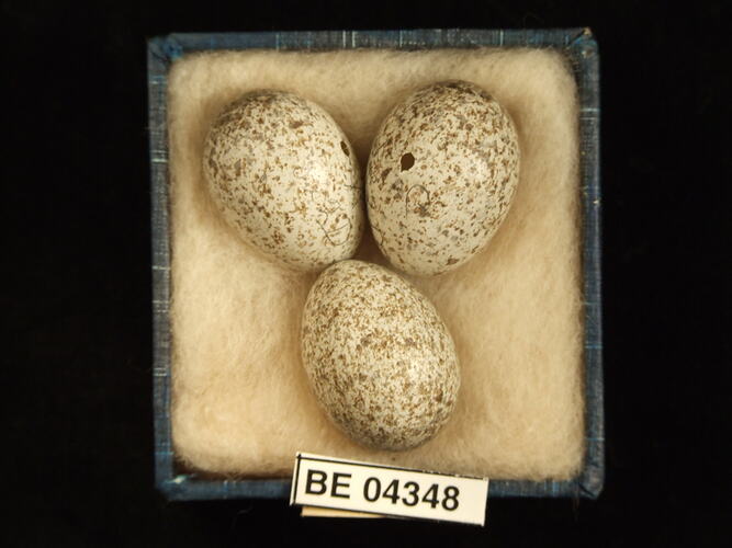 Three bird eggs in box with specimen labels.