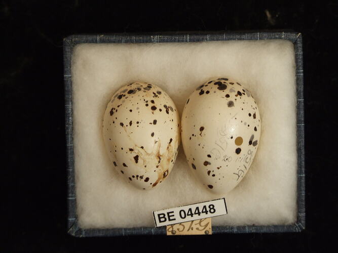 Two bird eggs in box with specimen labels.