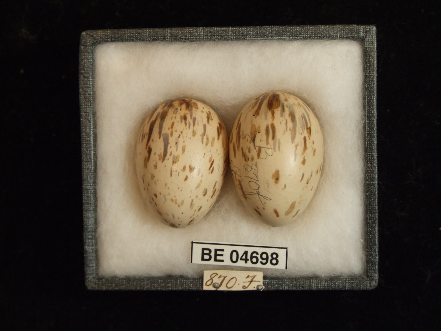 Ptiloris magnificus alberti