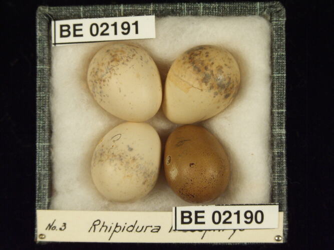 Four bird eggs with specimen labels in box.