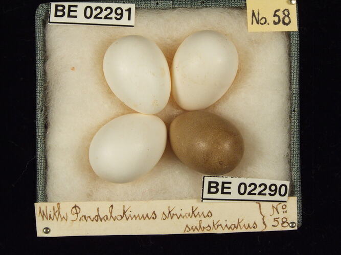 Four bird eggs with specimen labels in box.