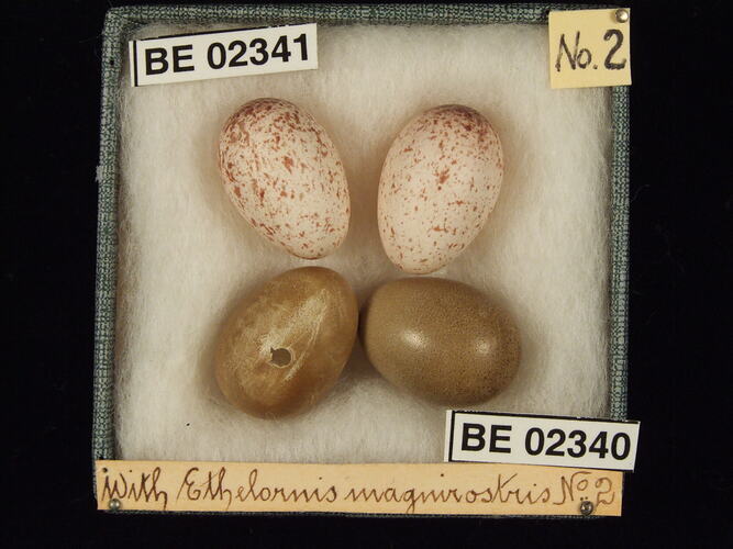 Four bird eggs with specimen labels in box.