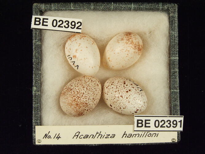 Four bird eggs with specimen labels in box.