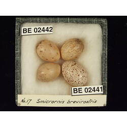 <em>Chrysococcyx basalis</em>