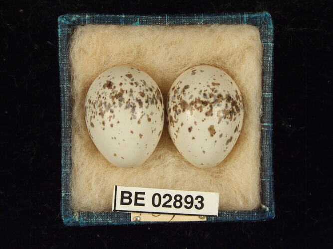 Two bird eggs with specimen labels in box.