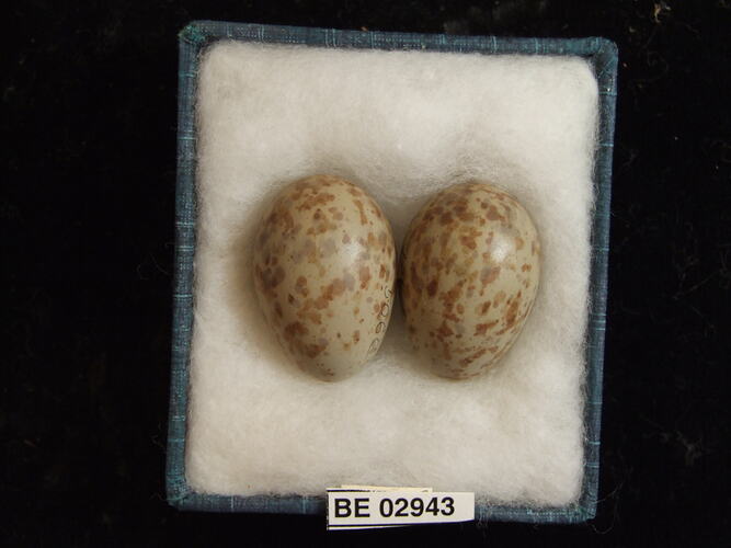 Two bird eggs with specimen label in box.