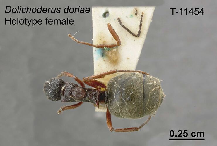 Ant specimen, female, dorsal view.