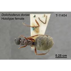 Ant specimen, female, dorsal view.