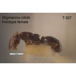 Ant specimen, female, lateral view.