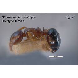 Ant specimen, female, lateral view.