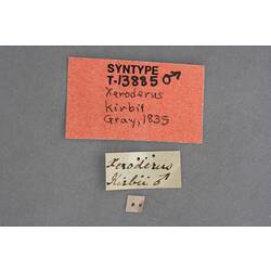 Entomology type specimen labels.