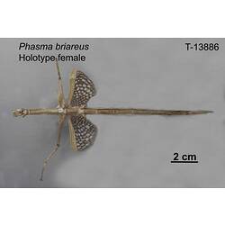 Stick Insect specimen, female, ventral view.