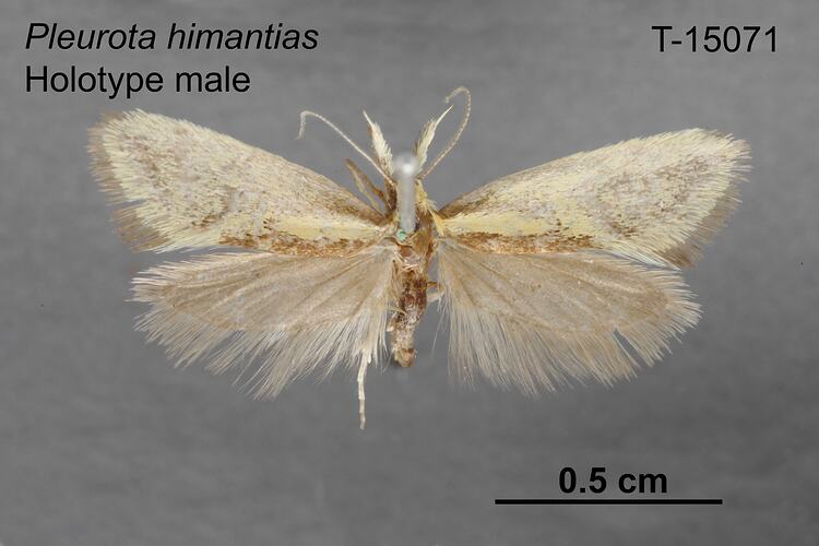 Moth specimen, male, dorsal view.