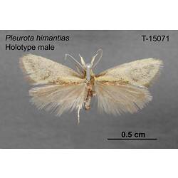 Moth specimen, male, dorsal view.