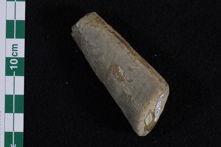 <em>Pinna</em> sp., fossil bivalve.  Registration no. P 85133.