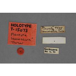 Entomology type specimen labels.