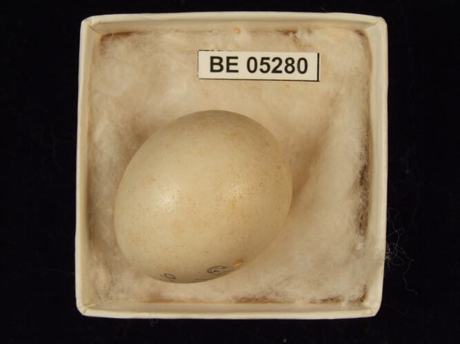 Bird egg with specimen label in box.