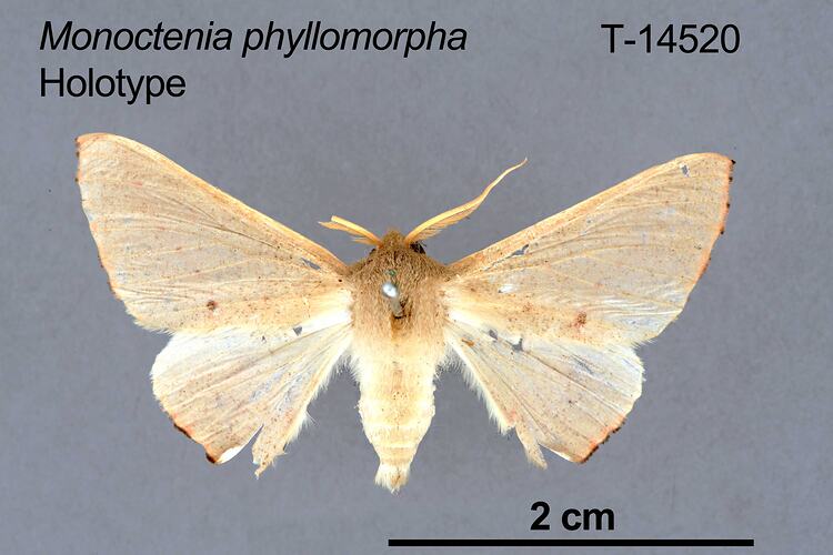 Moth specimen, dorsal view.