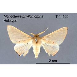 Moth specimen, dorsal view.