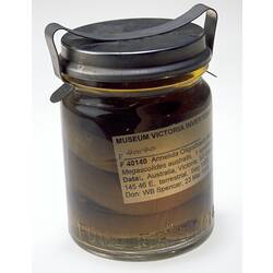Giant Gippsland Earthworm and label in jar of ethanol.