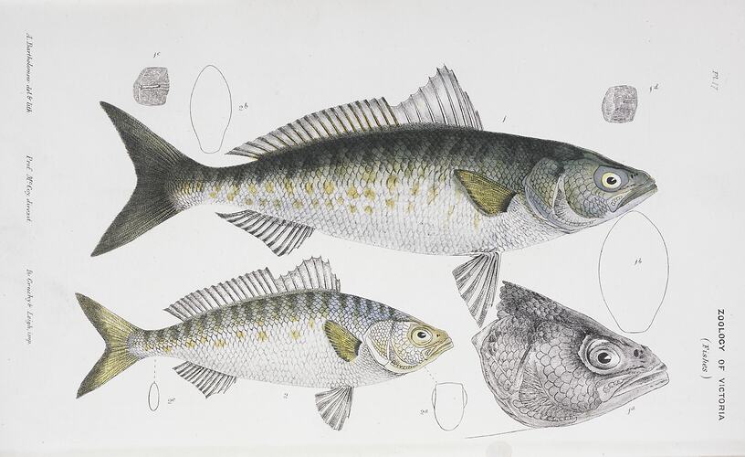Western Australia Salmon (Arripis truttacea).