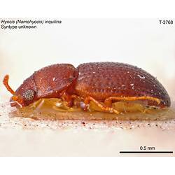 Beetle specimen, lateral view.