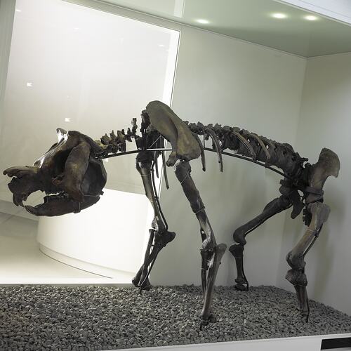 Fossil mammal skeleton on dispaly in museum gallery.