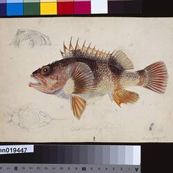 Ocean Perch, Helicolensus percoides. Drawing.