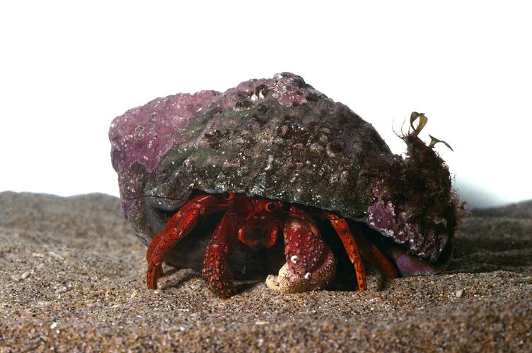 Red hermit crab in snail shell facing camera.