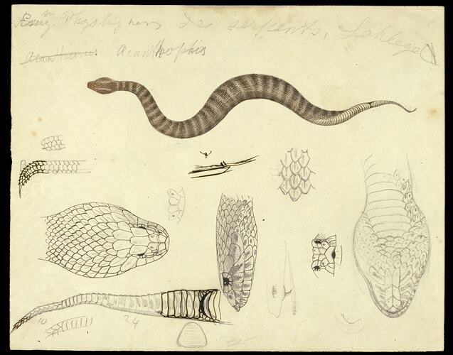Death Adder, Acanthophis antarcticus. Drawing.
