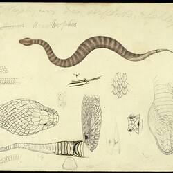 Death Adder, Acanthophis antarcticus. Drawing.