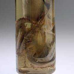 Detail of head of squid in glass jar of ethanol.
