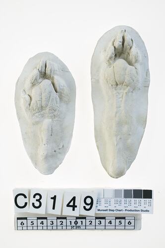 Cast of thylacine feet.