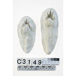 Cast of thylacine feet.