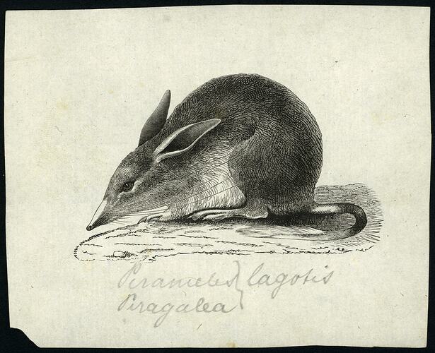 Wood Engraving Proof - Ink on Paper, Bilby, <em>Macrotis lagotis</em>, Gerard Kreftt, circa 1858-59 [BA 510]