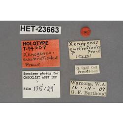 Entomology type specimen labels.