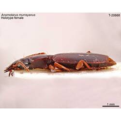 Beetle specimen, lateral view.