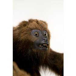 Detail of brown monkey's face.