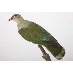 <em>Ptilinopus porphyraceus fasciatus</em>