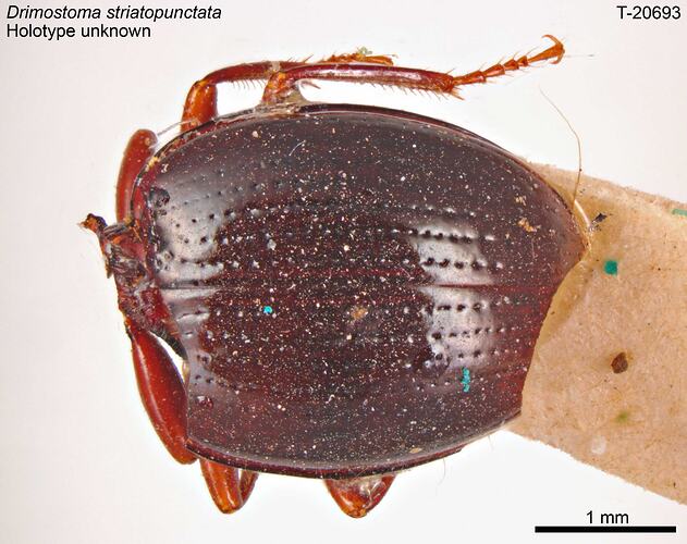 Beetle specimen, dorsal view.