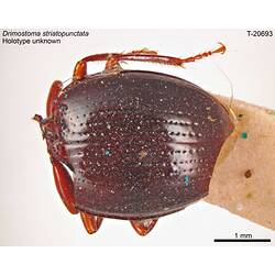 Beetle specimen, dorsal view.
