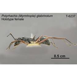 Ant specimen, lateral view.