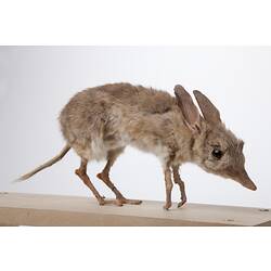 Side view of Pig-footed Bandicoot specimen.