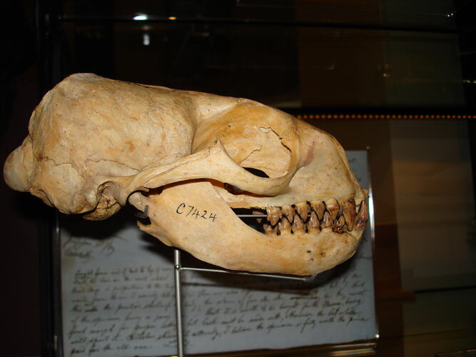 Seal skull on display in front of text description.