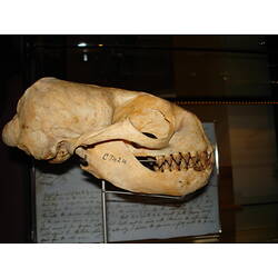 Seal skull on display in front of text description.