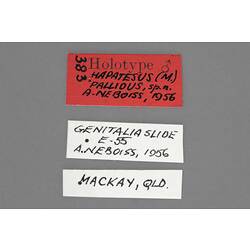 Entomology type specimen labels.