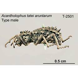 Weevil specimen, male, lateral view.