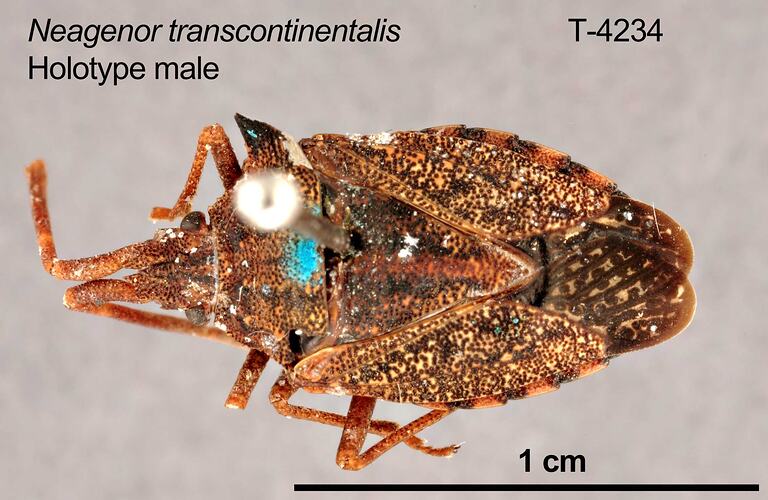 Shield bug specimen, male, dorsal view.