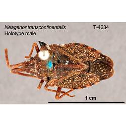 Shield bug specimen, male, dorsal view.