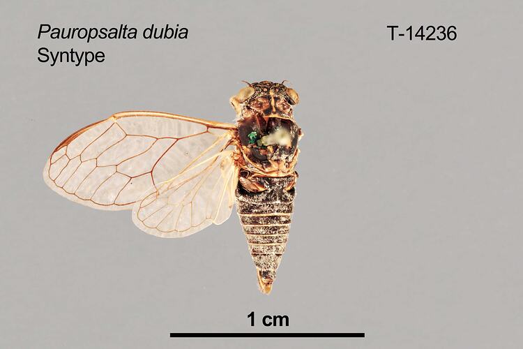 Cicada specimen, dorsal view.